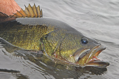 《Knowing Bass》In-Depth Guide